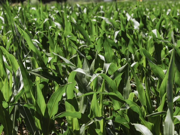 Dawki dzielone herbicydów w kukurydzy